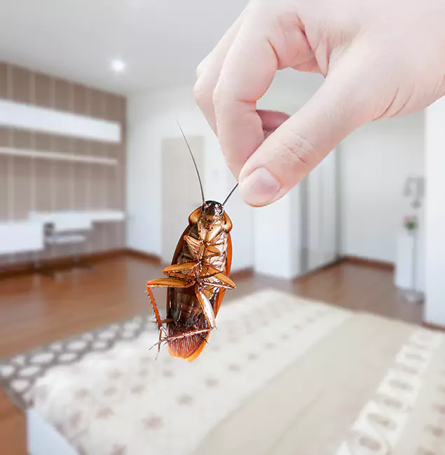 Why Fair Pest Control Albany Stand Out For Bed Bug Inspection in Albany, OR?