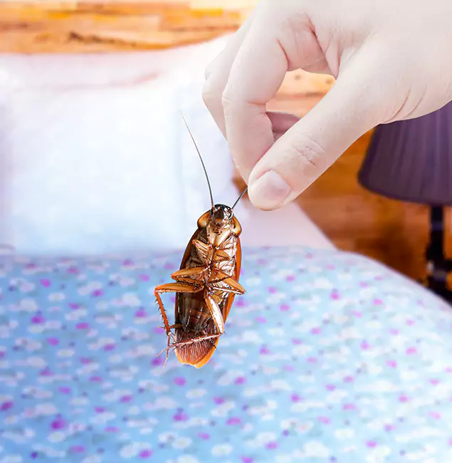 Why Choose Fair Pest Control Albany for Bed Bug Treatment in Albany, OR?