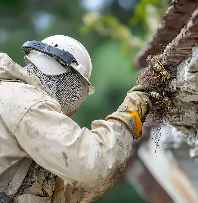 Why Albany Property Owners Choose Fair Pest Control Albany for Bee Exterminator?