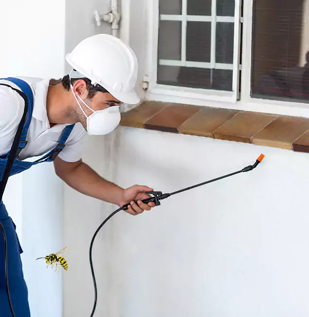 Why Albany Property Owners Choose Fair Pest Control Albany for Bee Nest Removal?