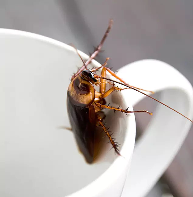 Why Albany, OR Residents Trust Fair Pest Control Albany for Cockroach Fumigation?