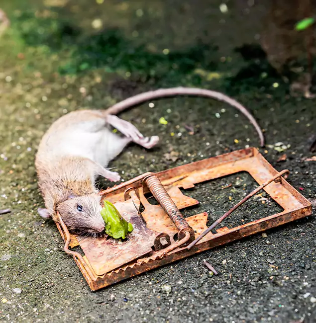 Why Albany, OR Homeowners Trust Fair Pest Control Albany for Rodent Removal?