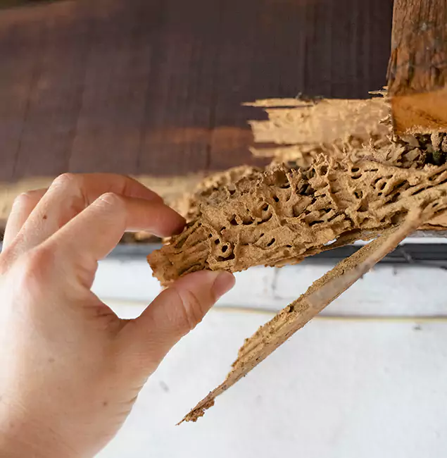 Why Choose Fair Pest Control Albany in Albany, OR?