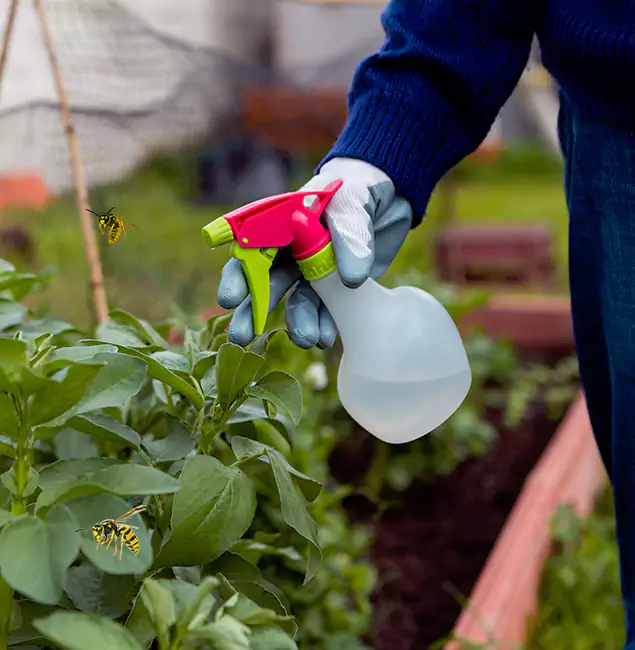 Why Albany Homeowners Choose Fair Pest Control Albany for Honey Bee Removal?