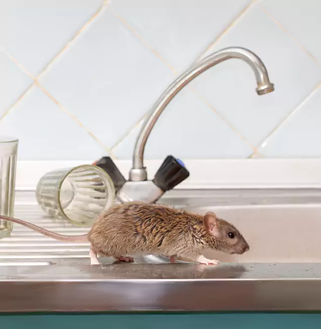 Why Albany, OR Trusts Fair Pest Control Albany for Humane Rodent Control?
