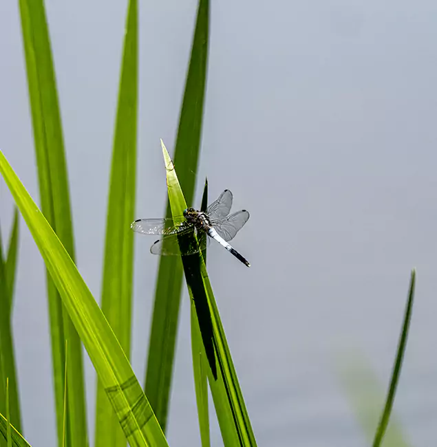 Why Albany Families Trust Fair Pest Control Albany for Mosquito Prevention?
