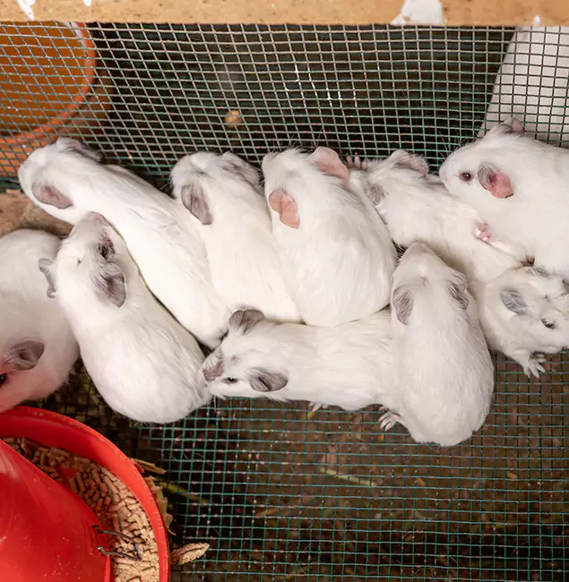Why Fair Pest Control Albany Is the Trusted Choice in Albany, OR?