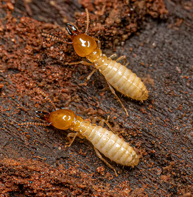 Why Choose Fair Pest Control Albany for Termite Treatment Without Tenting in Albany, OR?