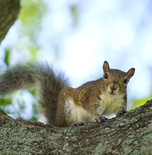 Why Albany, OR Relies on Fair Pest Control Albany for Squirrel Pest Control?