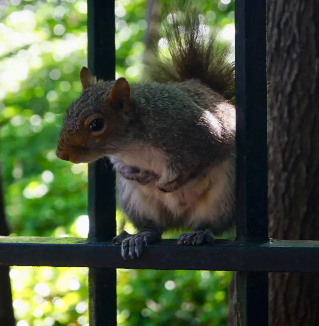 Why Albany, OR Chooses Fair Pest Control Albany for Squirrel Removal?