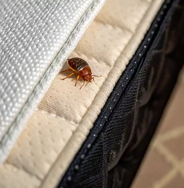 Why Albany Homeowners Trust Fair Pest Control Albany for Tick Treatment?