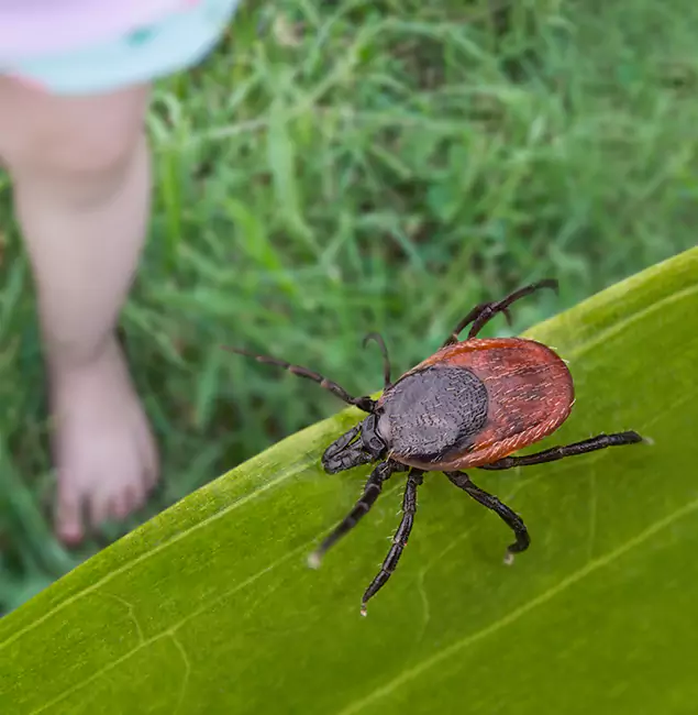 Why Albany Homeowners Choose Fair Pest Control Albany for Tick Extermination?