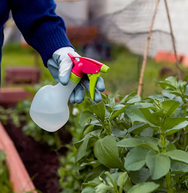 Why Albany Relies on Fair Pest Control Albany for Wasp Control Services?
