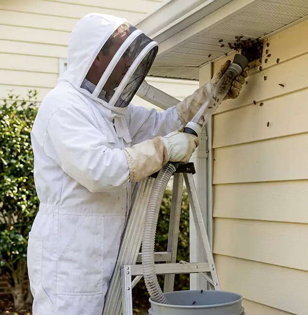 Why Albany Trusts Fair Pest Control Albany for Wasp Control?