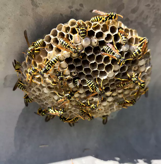 Why Albany Chooses Fair Pest Control Albany for Wasp Control Services?