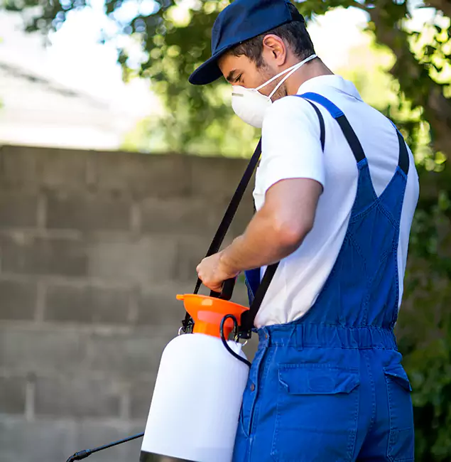 Why Fair Pest Control Albany Is the Right Choice for Yellow Jacket Removal in Albany, OR?