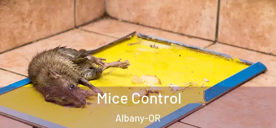 Mice Control Albany-OR
