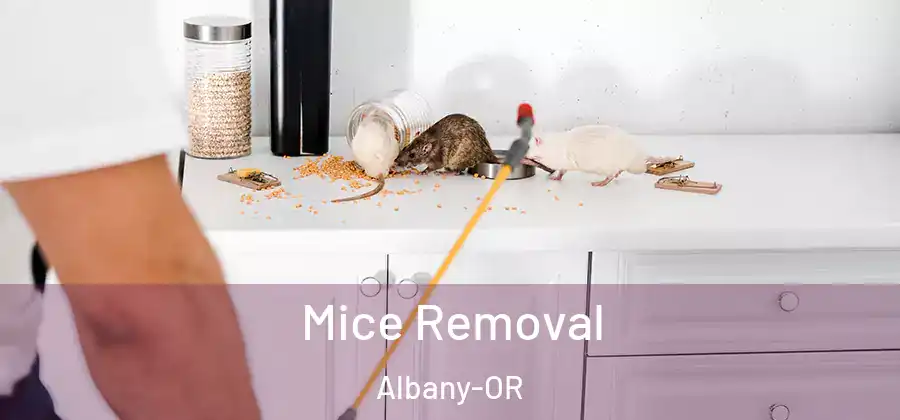  Mice Removal Albany-OR