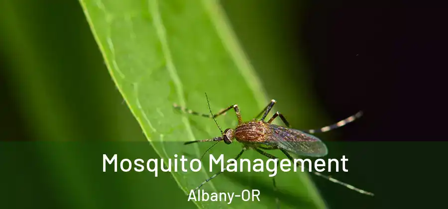  Mosquito Management Albany-OR