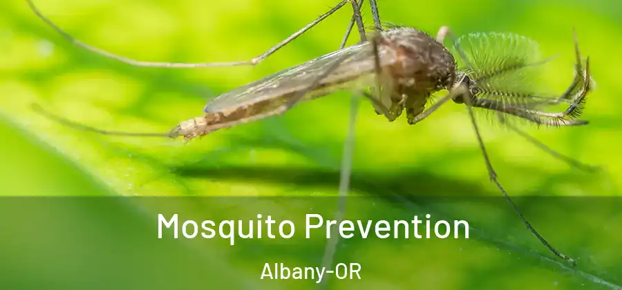  Mosquito Prevention Albany-OR