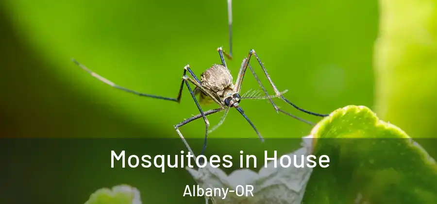  Mosquitoes in House Albany-OR