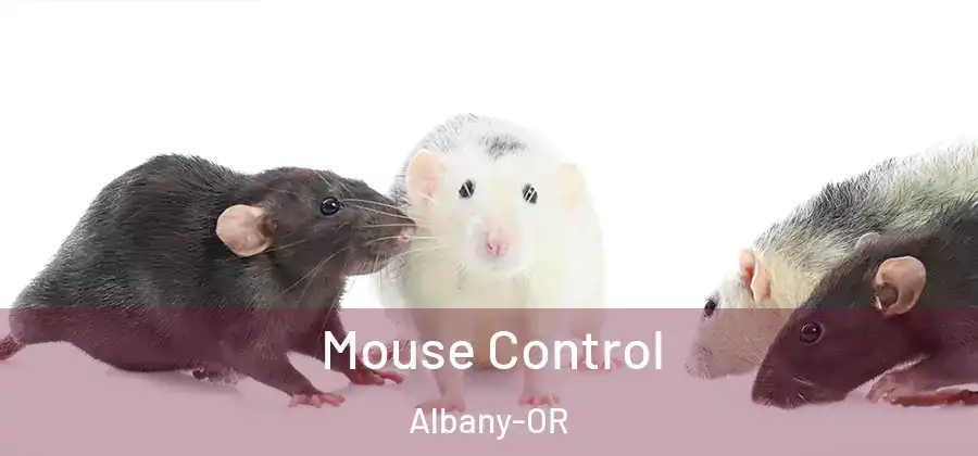 Mouse Control Albany-OR
