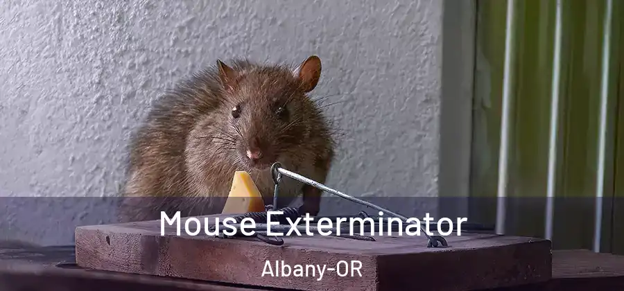 Mouse Exterminator Albany-OR