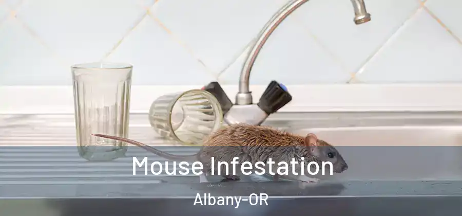  Mouse Infestation Albany-OR