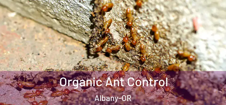  Organic Ant Control Albany-OR