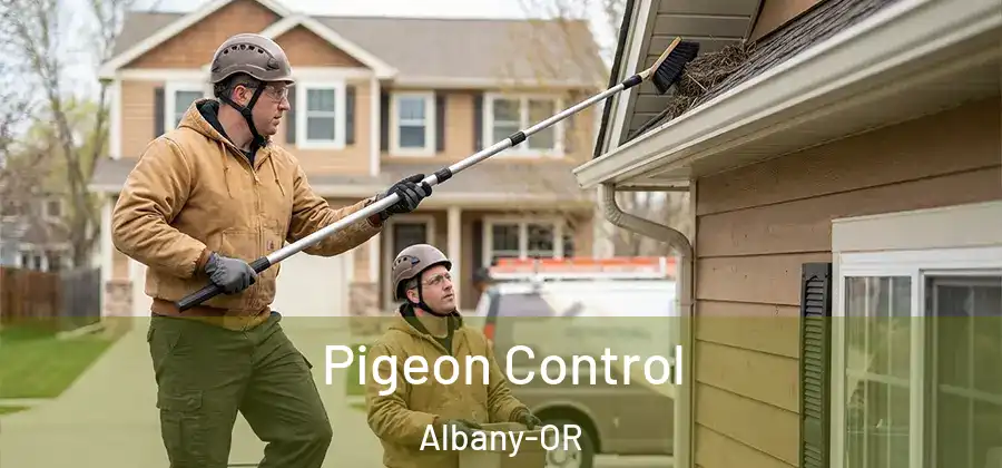  Pigeon Control Albany-OR