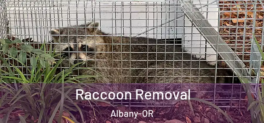 Raccoon Removal Albany-OR