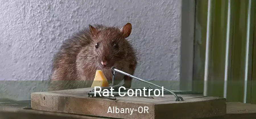 Rat Control Albany-OR