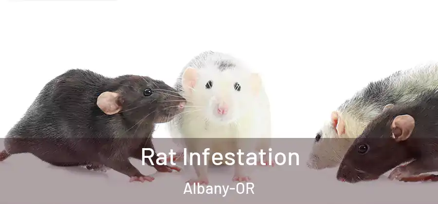 Rat Infestation Albany-OR