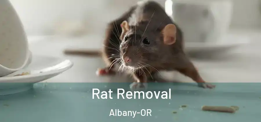Rat Removal Albany-OR