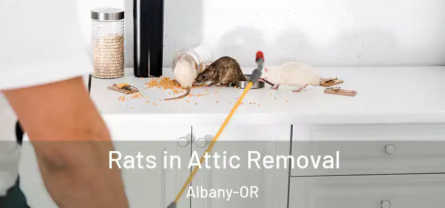 Rats in Attic Removal Albany-OR