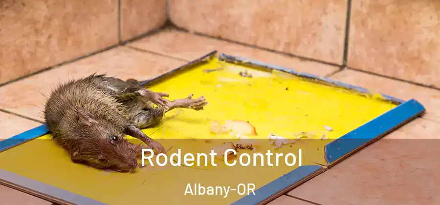 Rodent Control Albany-OR