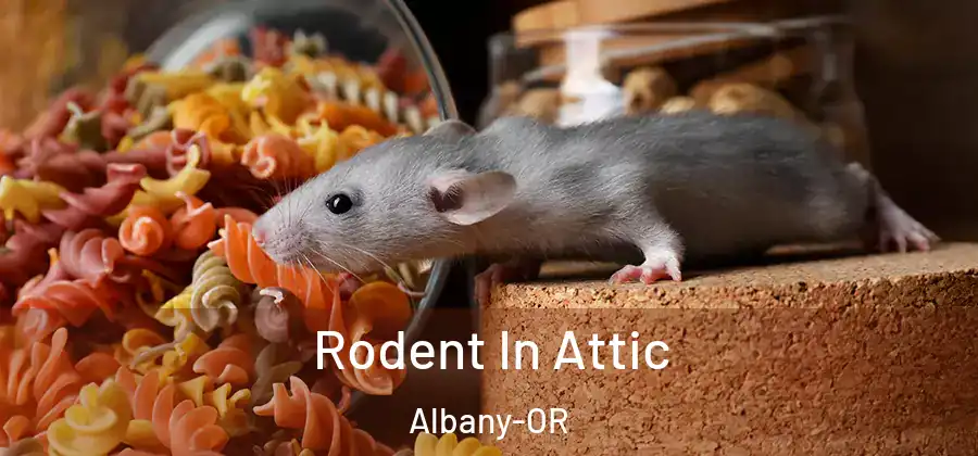  Rodent In Attic Albany-OR