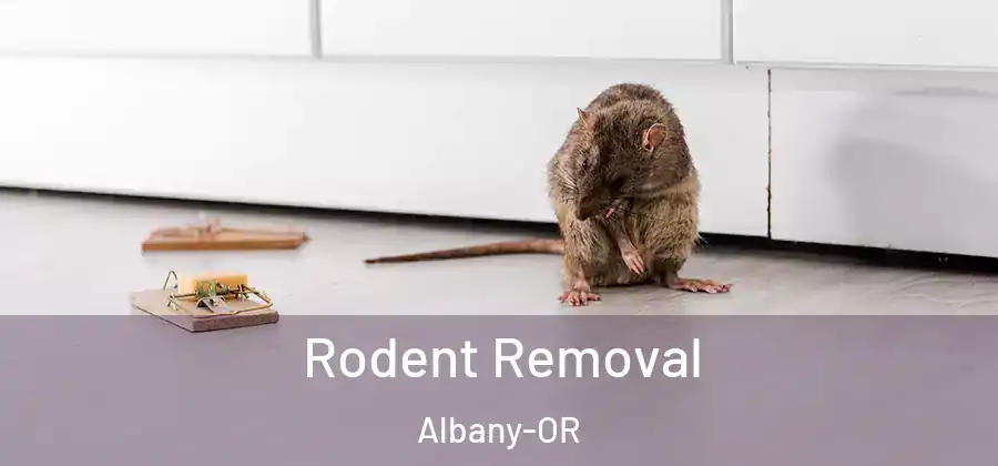  Rodent Removal Albany-OR