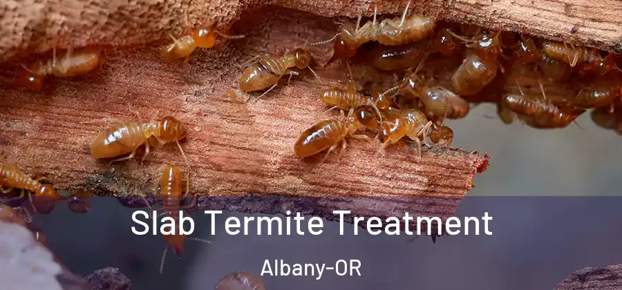 Slab Termite Treatment Albany-OR