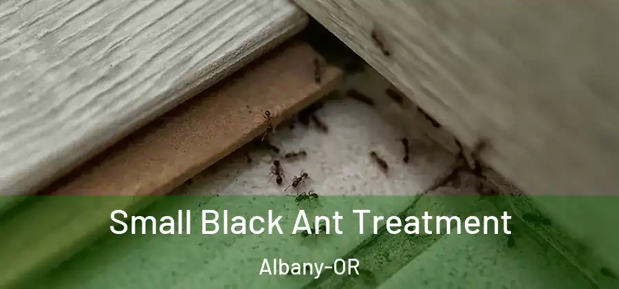  Small Black Ant Treatment Albany-OR