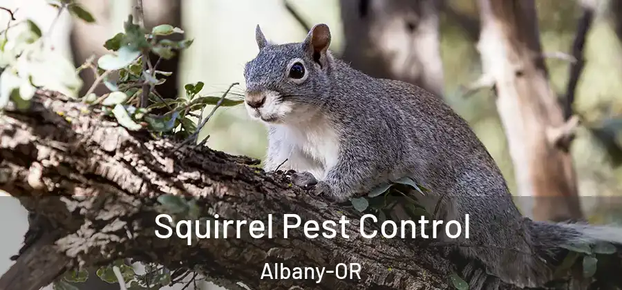  Squirrel Pest Control Albany-OR