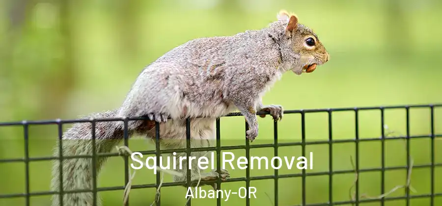 Squirrel Removal Albany-OR