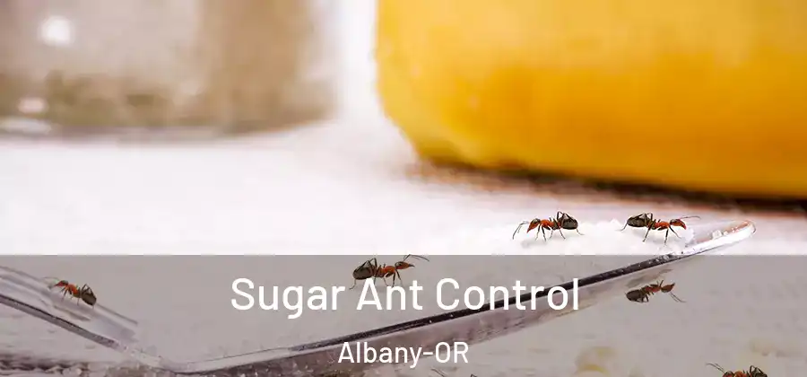 Sugar Ant Control Albany-OR