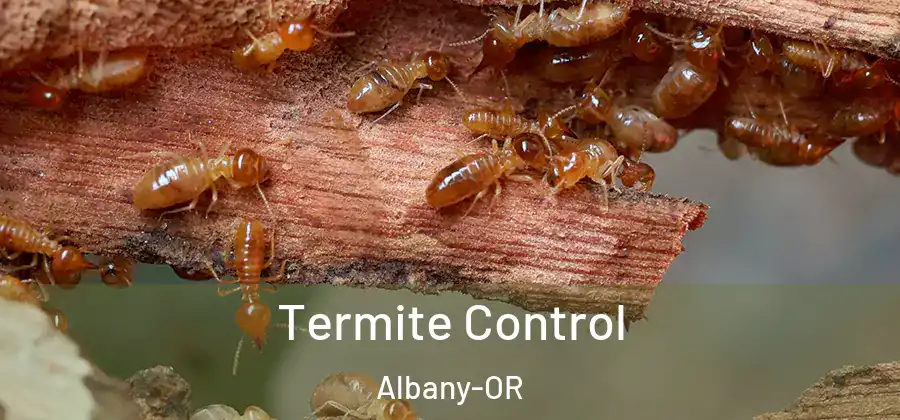 Termite Control Albany-OR