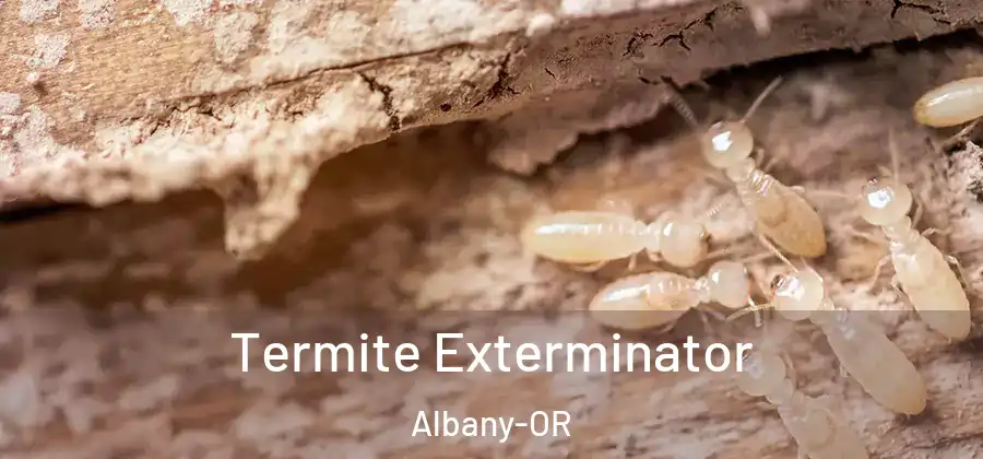 Termite Exterminator Albany-OR