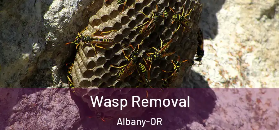  Wasp Removal Albany-OR