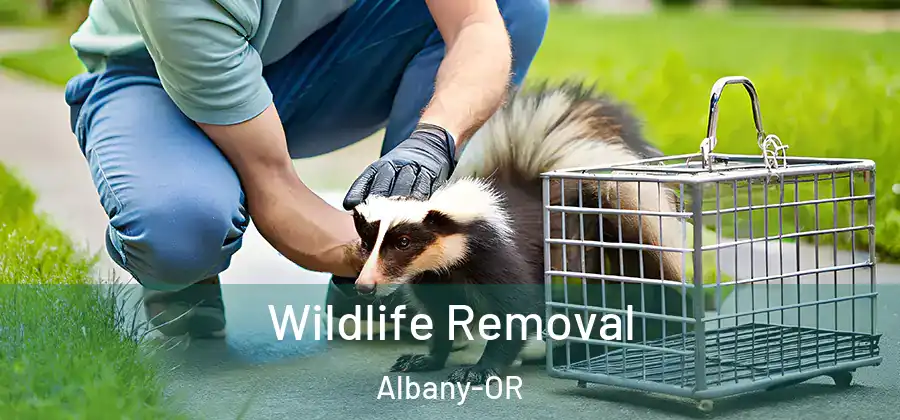 Wildlife Removal Albany-OR