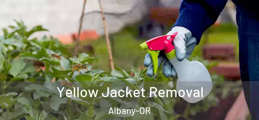  Yellow Jacket Removal Albany-OR